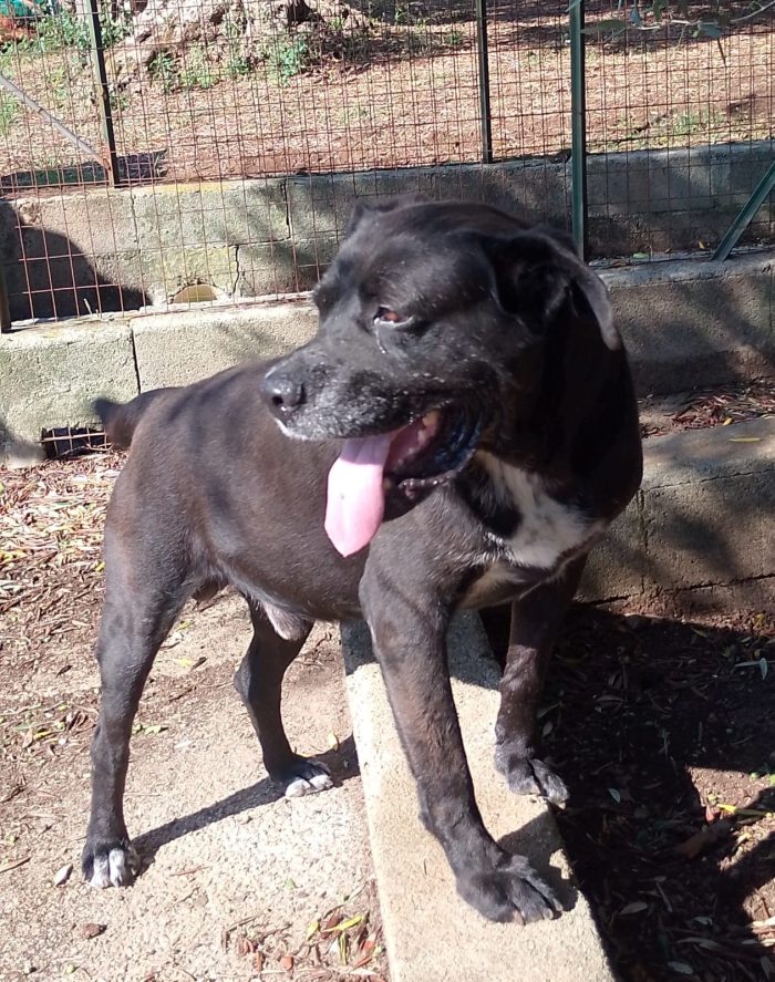 Thor splendido simil Cane Corso cerca casa
