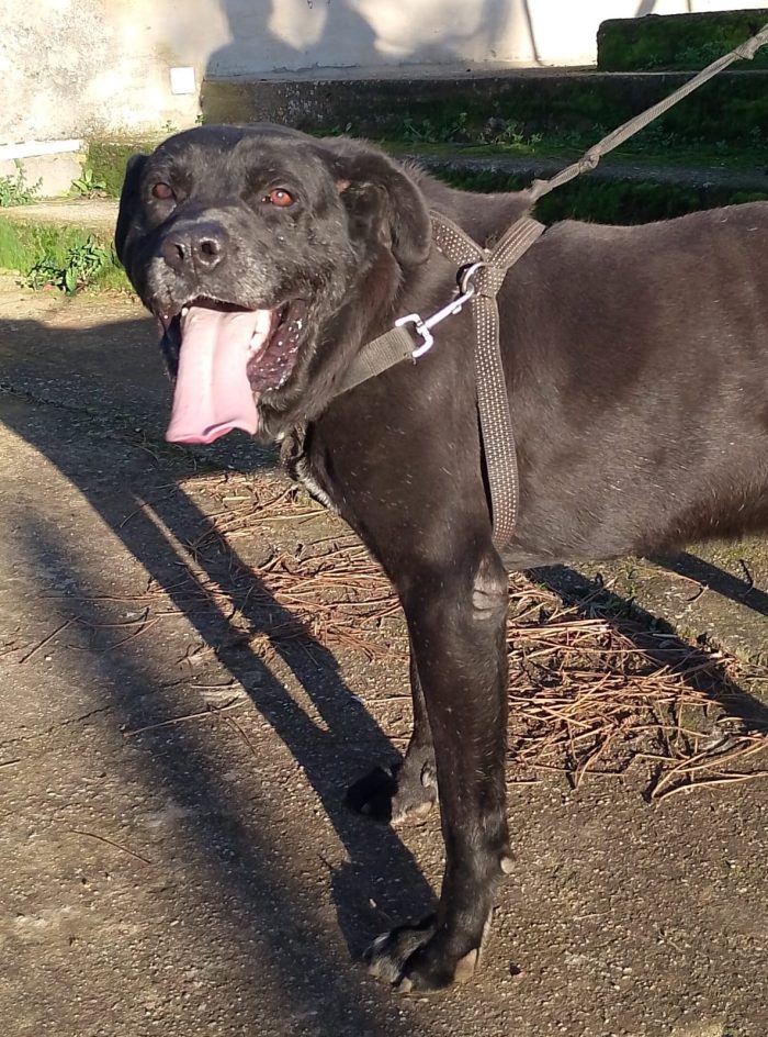 Thor splendido simil Cane Corso cerca casa - media 5