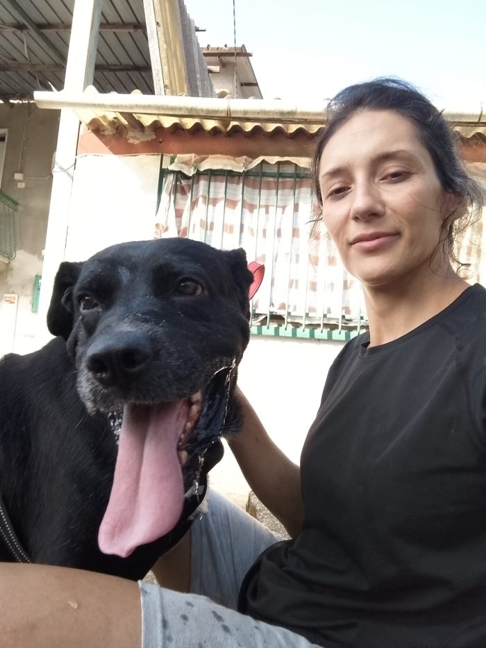 Thor splendido simil Cane Corso cerca casa - media 7
