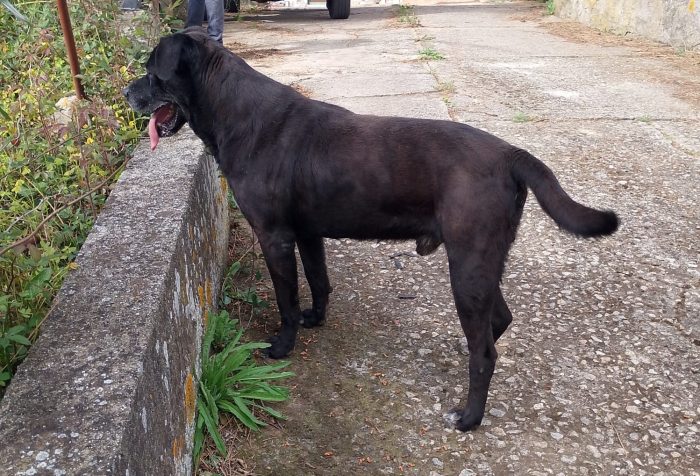Thor splendido simil Cane Corso cerca casa - media 8