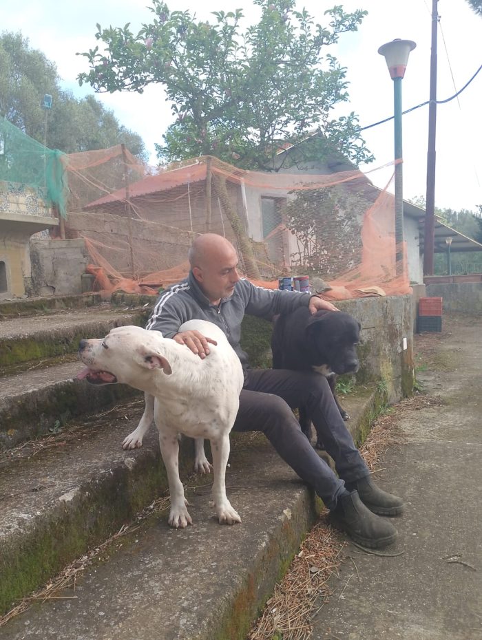 Thor splendido simil Cane Corso cerca casa - media 9