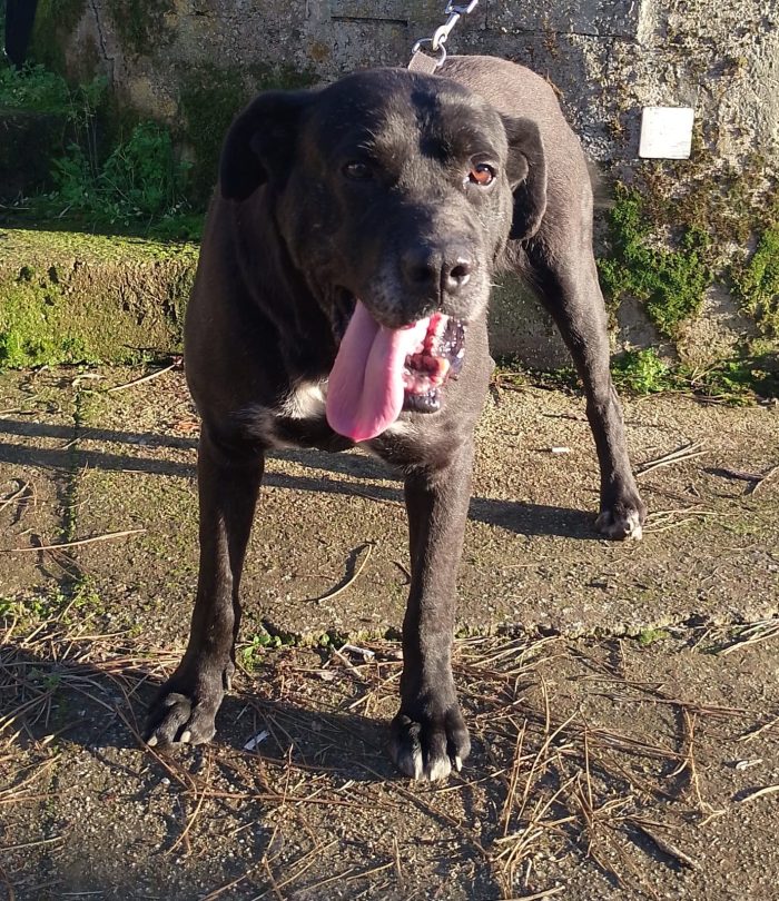 Thor splendido simil Cane Corso cerca casa - media 6