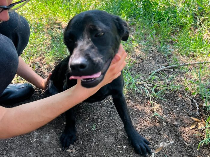 mila, cucciola e giocherellona
