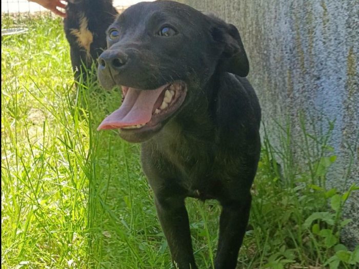 mila, cucciola e giocherellona - media 4