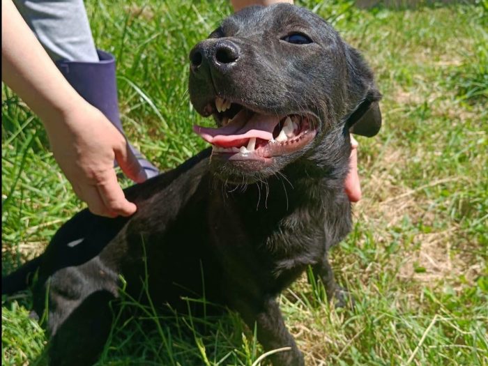 mila, cucciola e giocherellona - media 5