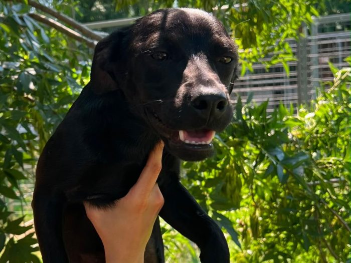mila, cucciola e giocherellona