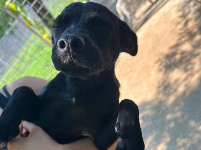 mila, cucciola e giocherellona