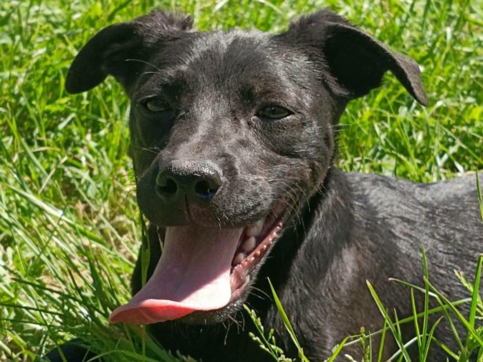 Cindy, cucciola e giocherellona - media 4