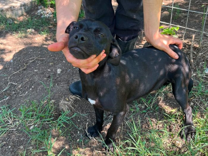 Cindy, cucciola e giocherellona