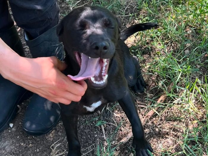 Cindy, cucciola e giocherellona