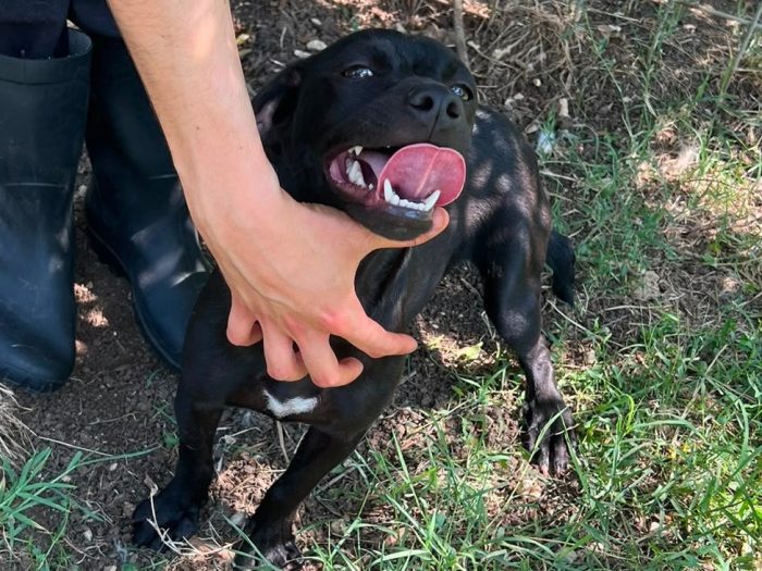 Cindy, cucciola e giocherellona