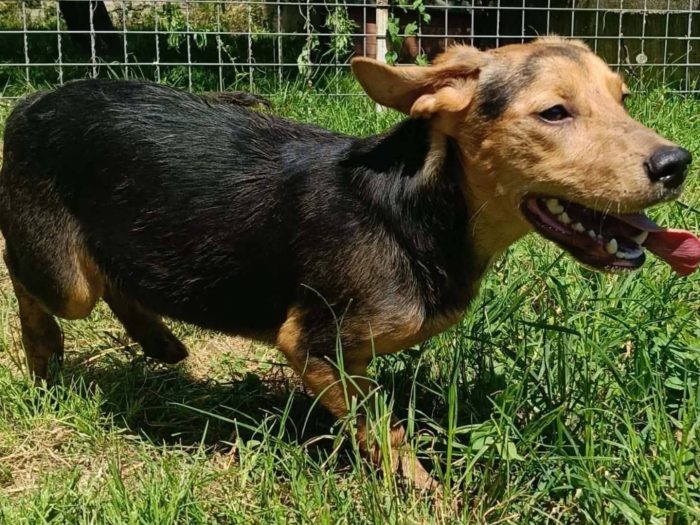 dafne, cucciola e giocherellona