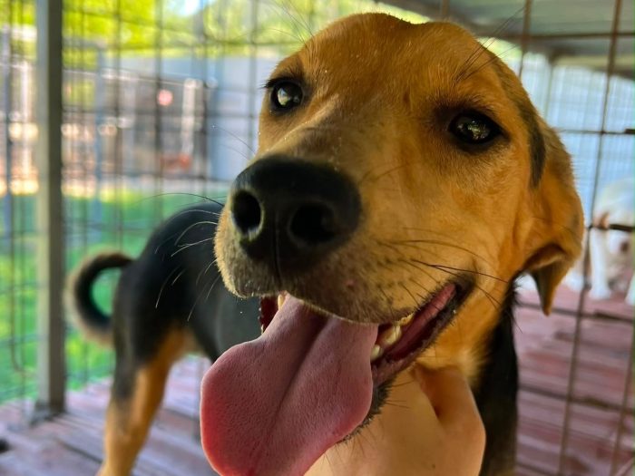 dafne, cucciola e giocherellona