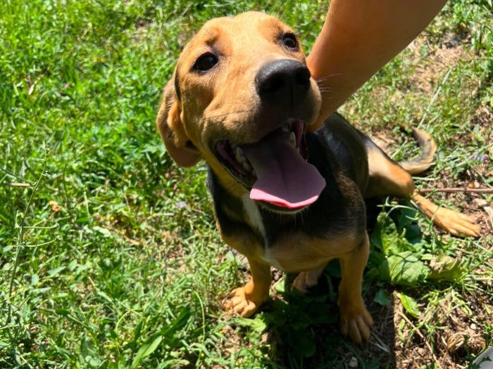 dafne, cucciola e giocherellona