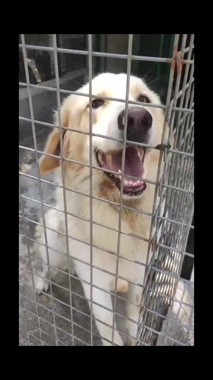 Lui è Corrado 3anni e sorride ancora dietro una gabbia
