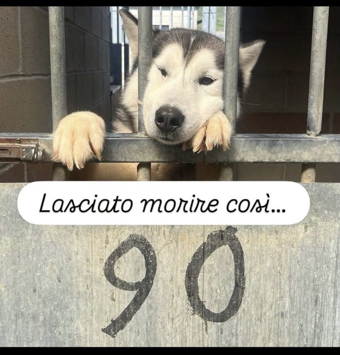 Uky il cane più triste del canile