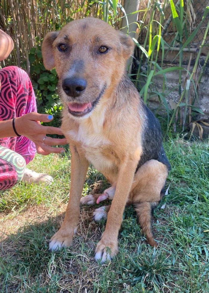 Sunny, un tesoro di cane