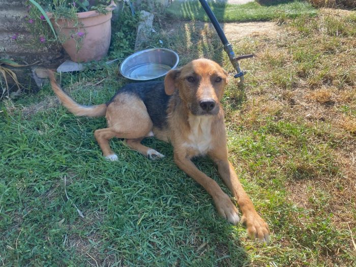 Sunny, un tesoro di cane