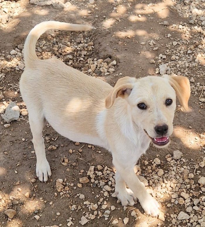 PHOEBE,IN CANILE.ADOTTABILE IN TUTTA ITALIA|