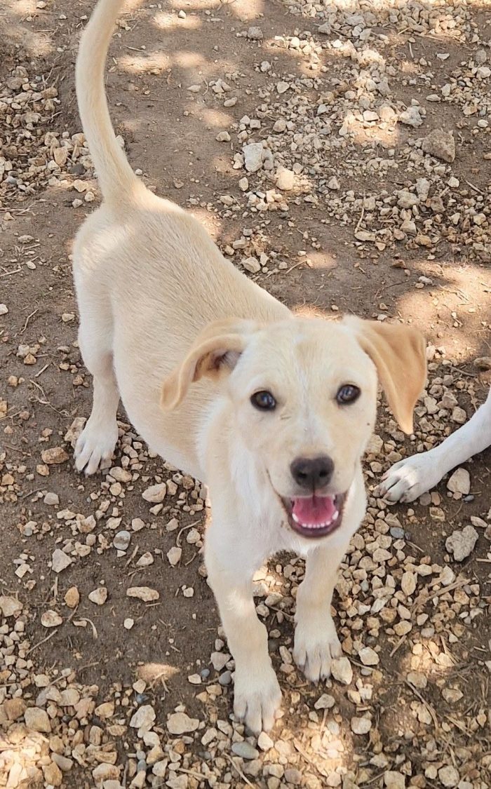 PHOEBE,IN CANILE.ADOTTABILE IN TUTTA ITALIA|