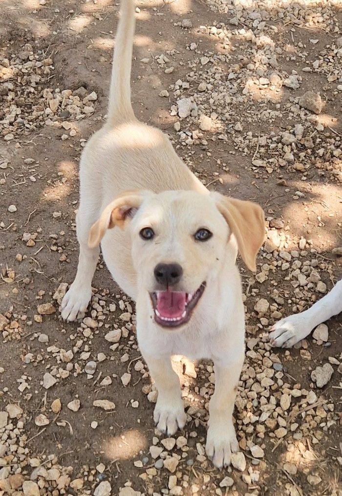 PHOEBE,IN CANILE.ADOTTABILE IN TUTTA ITALIA|