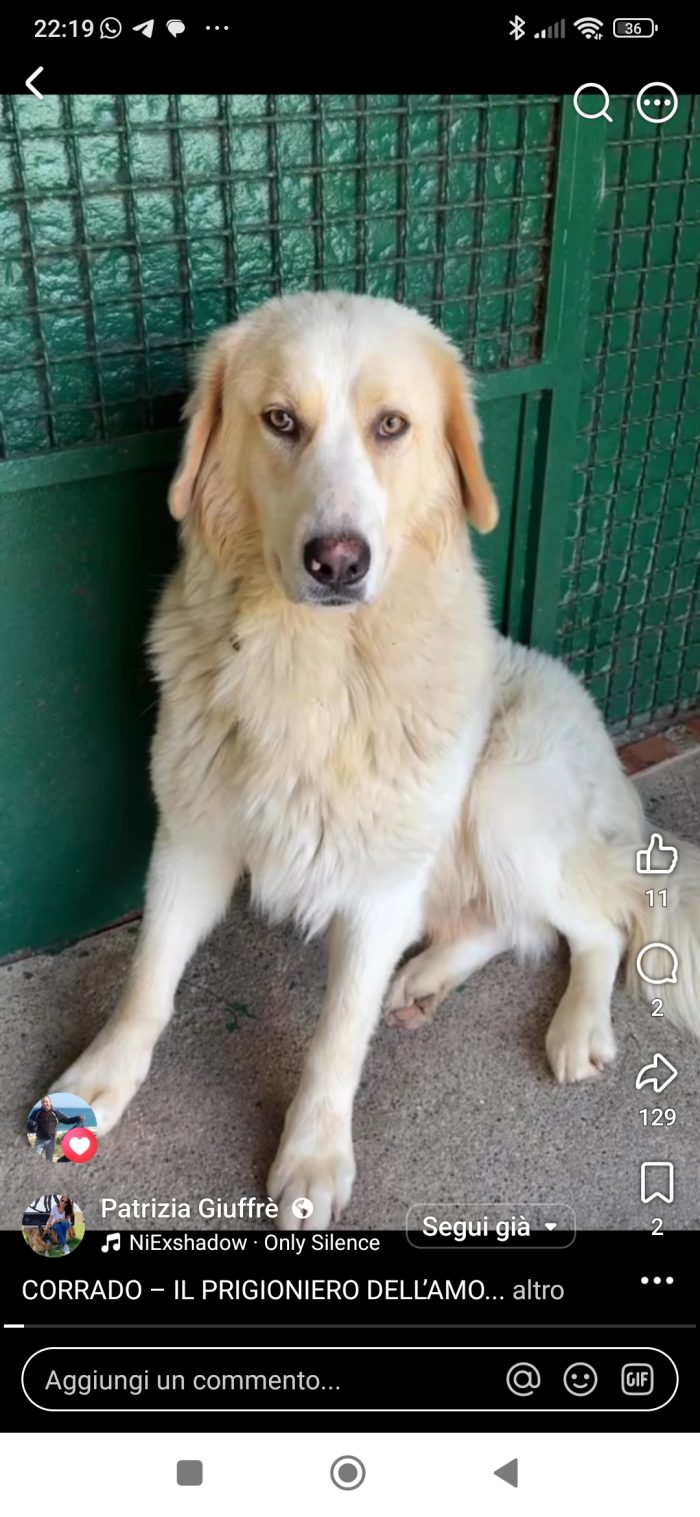 Corrado gigante buono