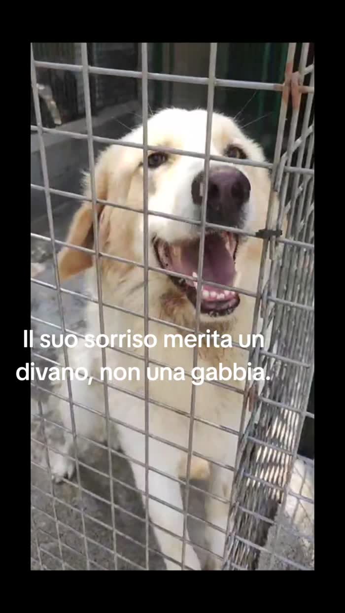 Corrado gigante buono