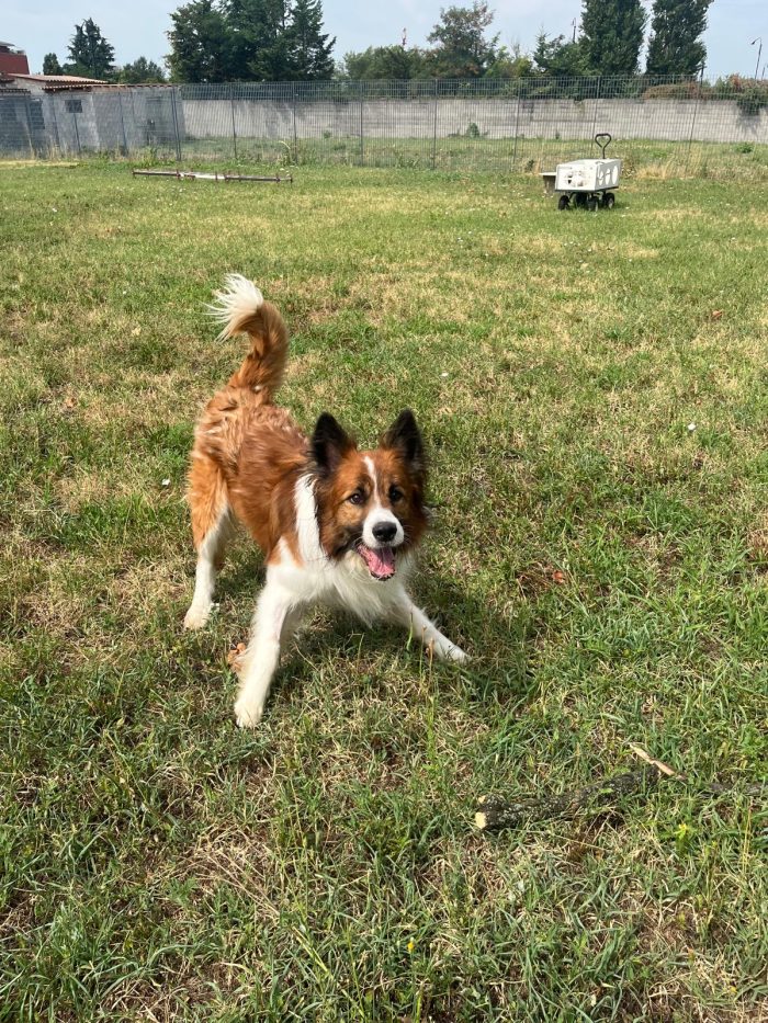CHARLIE BELLISSIMO BORDER