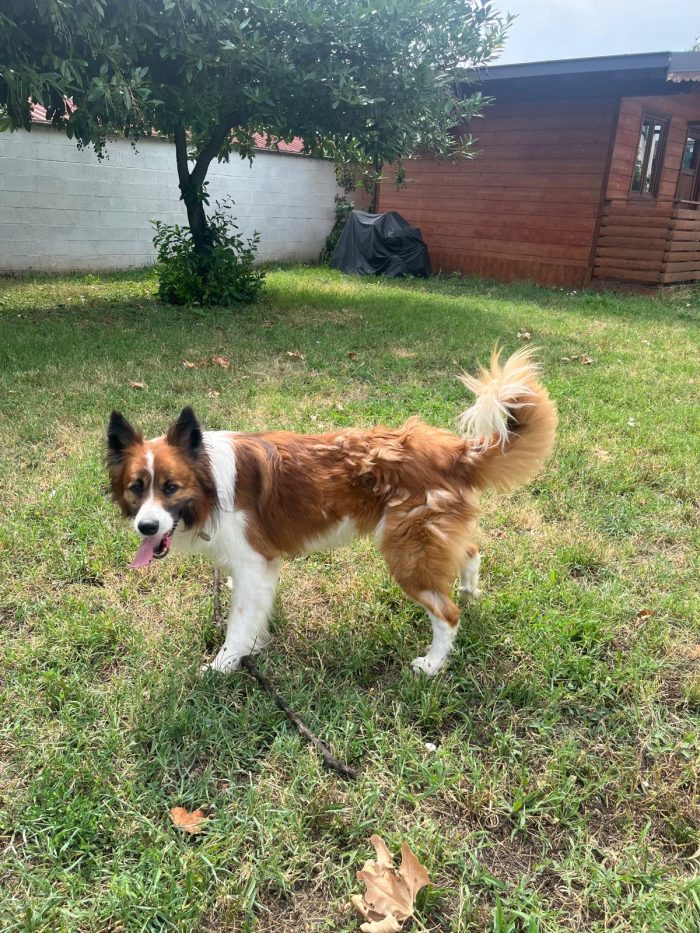 CHARLIE BELLISSIMO BORDER