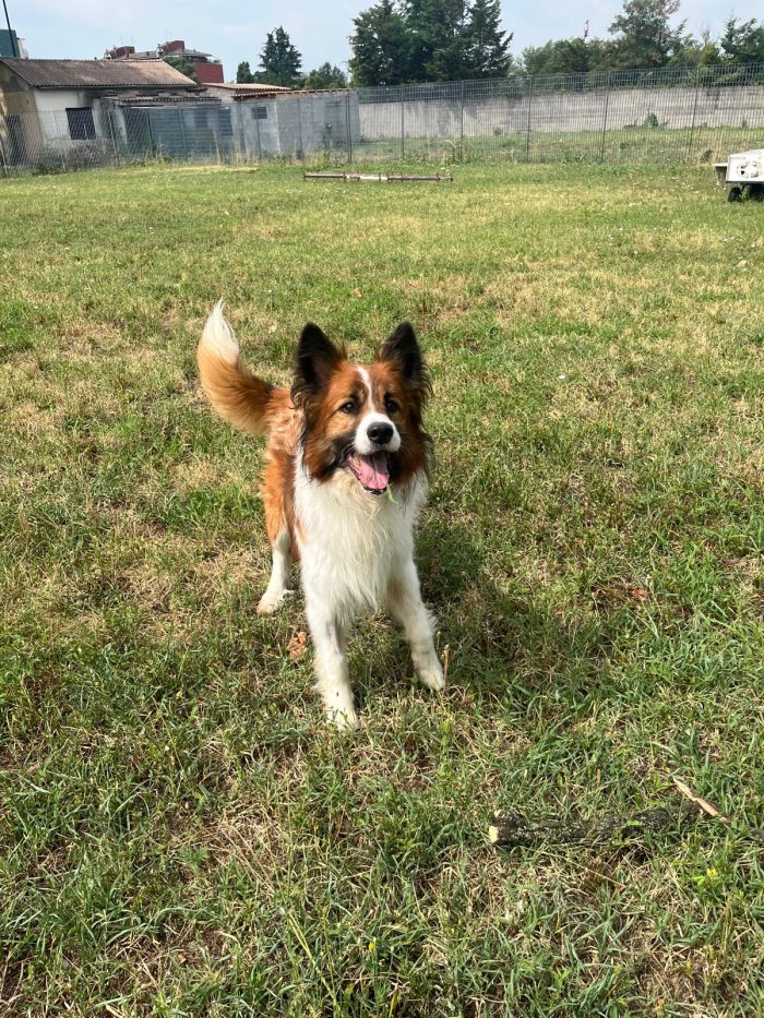 CHARLIE BELLISSIMO BORDER