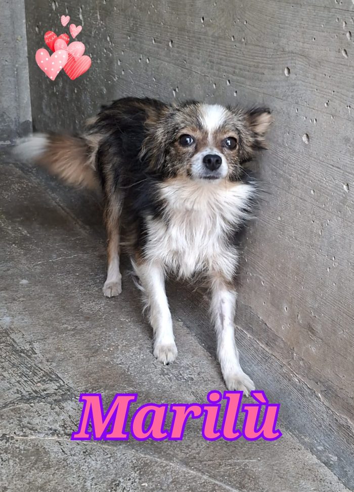 Marilù mini cagnolina in adozione