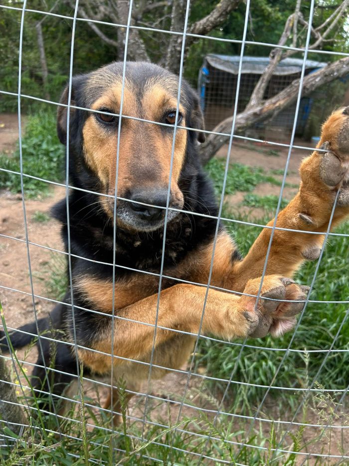 Lara splendida giovane simil Pastore cerca casa