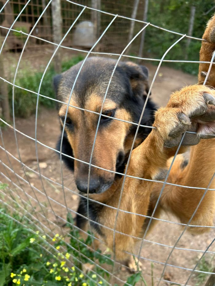 Lara splendida giovane simil Pastore cerca casa - media 5