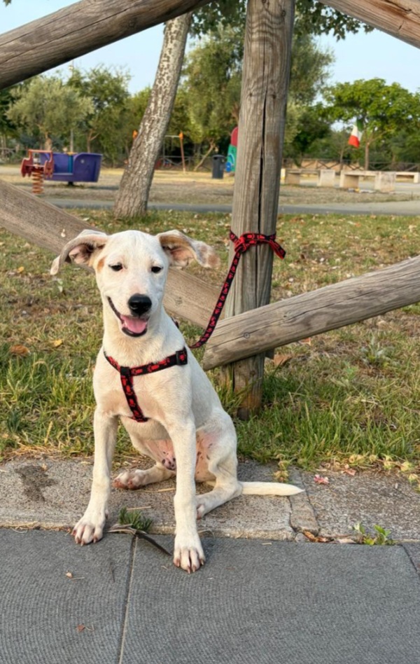 Max 4mesi e 1/2 salvato 2mesi fa..SICILIA