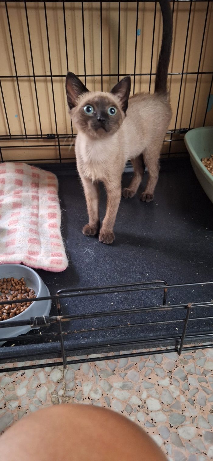 Paris Elettra: una piccola principessa - media 4