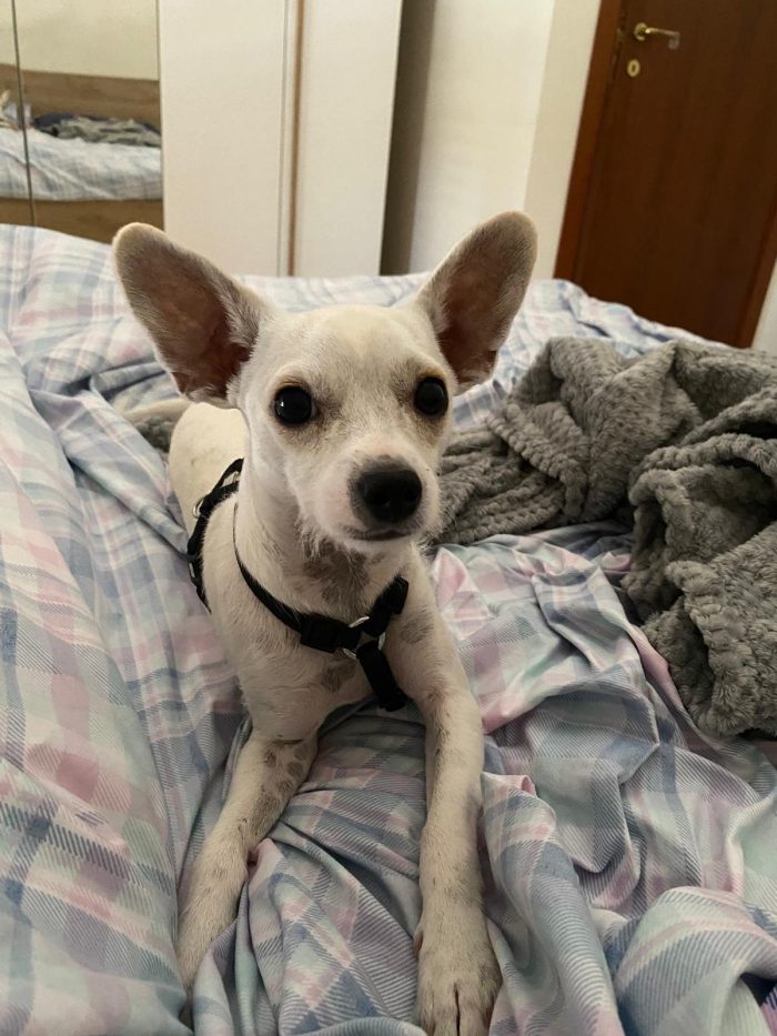 Simil Pinscher tg mini 6/7mesi SOS CASA