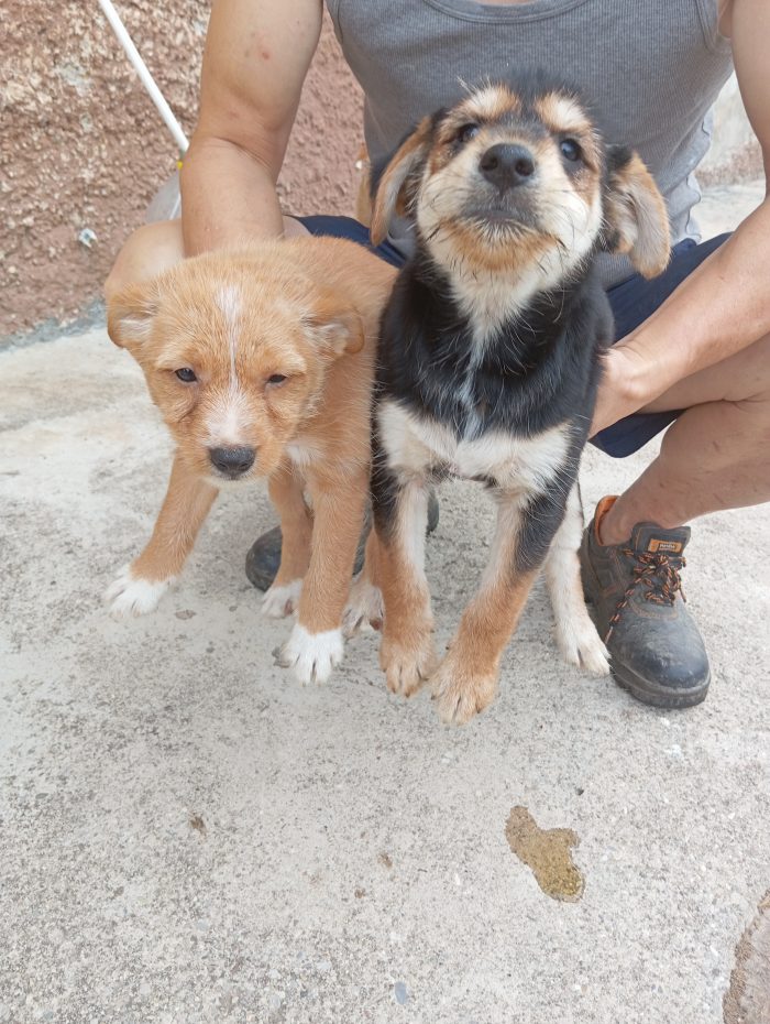 4 Cuccioli in adozione a Goito (MN)