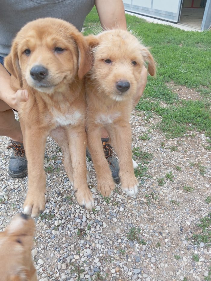 4 Cuccioli in adozione a Goito (MN)
