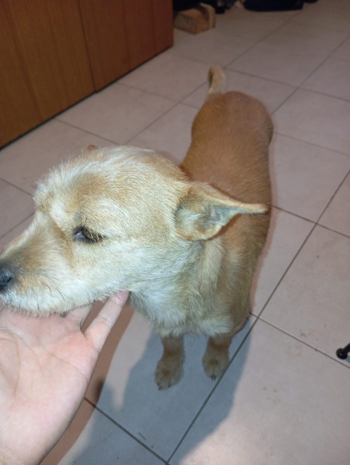 4 Cuccioli in adozione a Goito (MN)