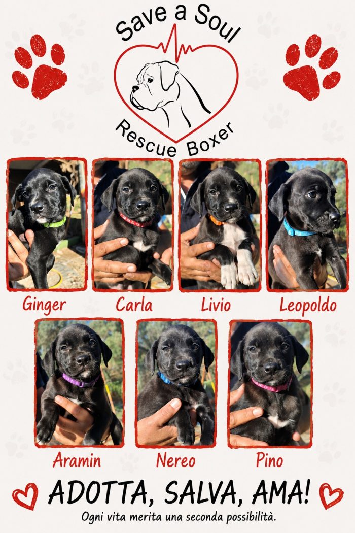 5 cuccioli mix corso boxer in cerca di casa