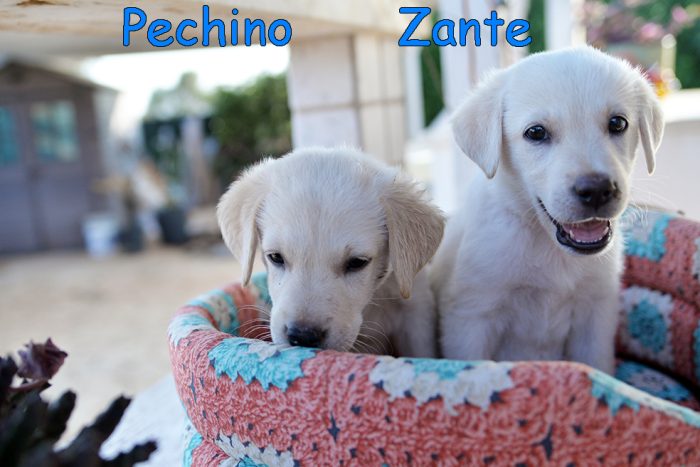 Quattro cuccioli dolcissimi incrocio labrador in adozione - media 4