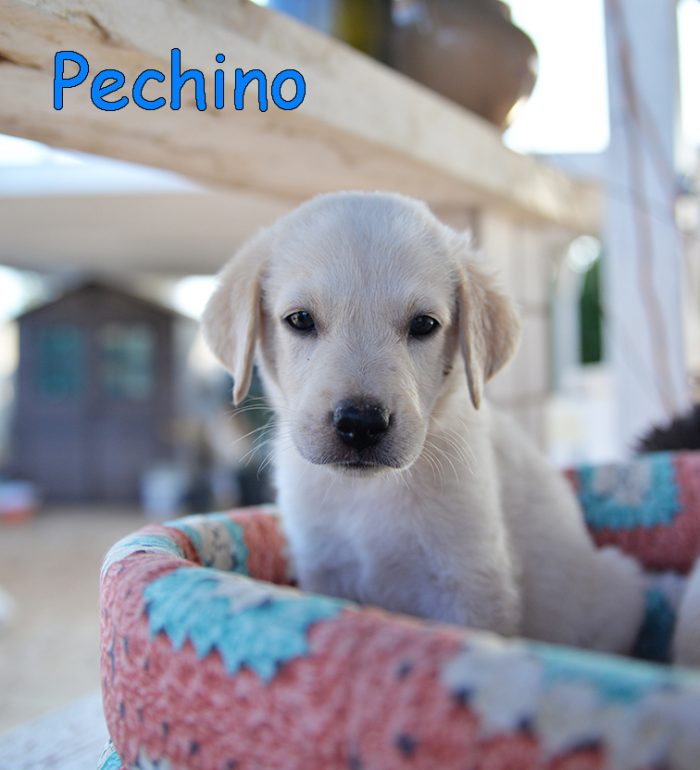 Quattro cuccioli dolcissimi incrocio labrador in adozione