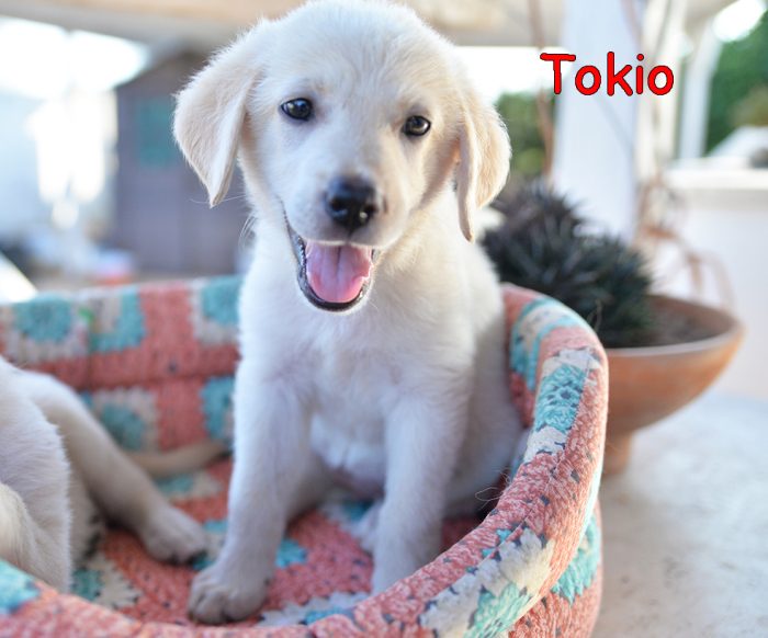 Quattro cuccioli dolcissimi incrocio labrador in adozione