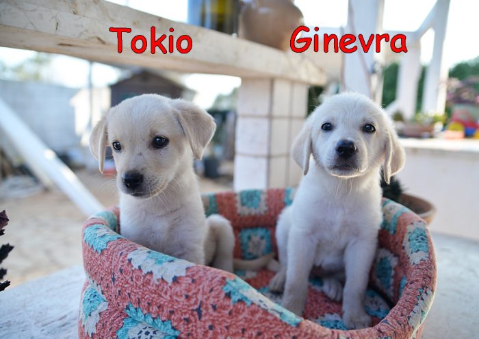 Quattro cuccioli dolcissimi incrocio labrador in adozione