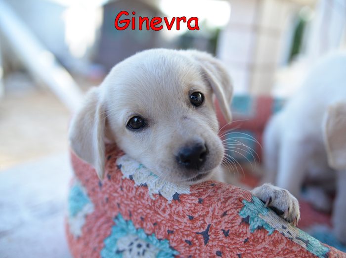 Quattro cuccioli dolcissimi incrocio labrador in adozione - media 5