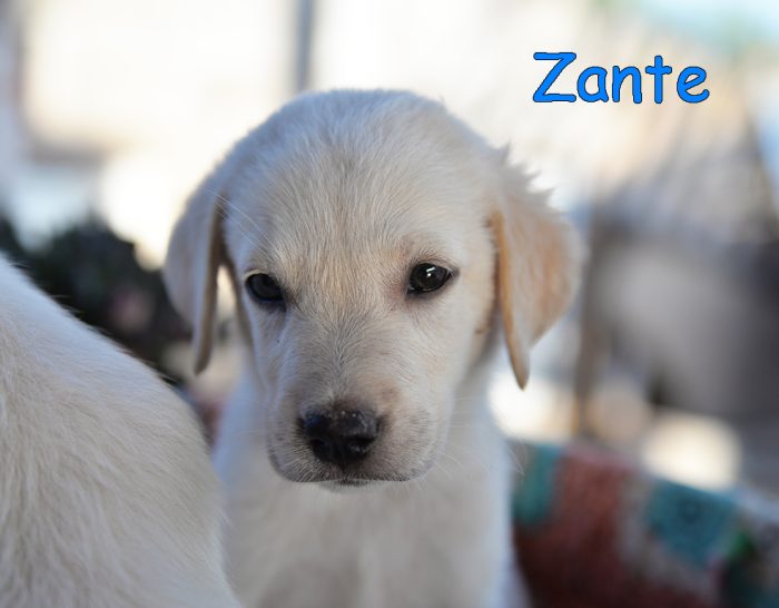 Quattro cuccioli dolcissimi incrocio labrador in adozione - media 6