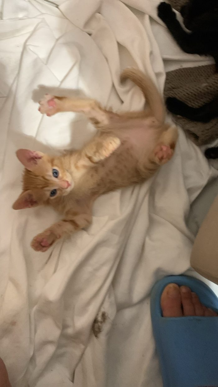 Mammina e 3 cuccioli di 2 mesi