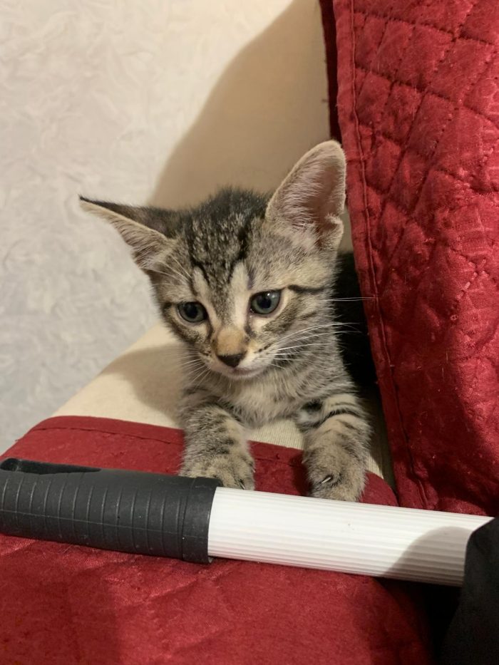 Mammina e 3 cuccioli di 2 mesi