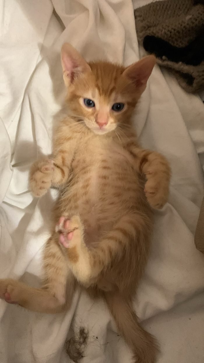 Mammina e 3 cuccioli di 2 mesi