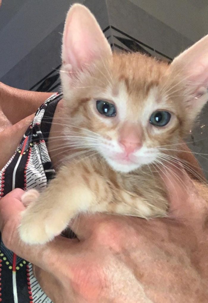 Mammina e 3 cuccioli di 2 mesi - media 6